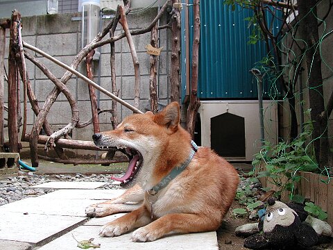 �����U���ɍs�������ȁ`