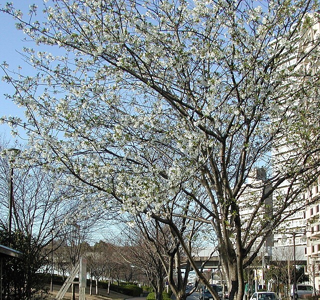 �������ԍ�