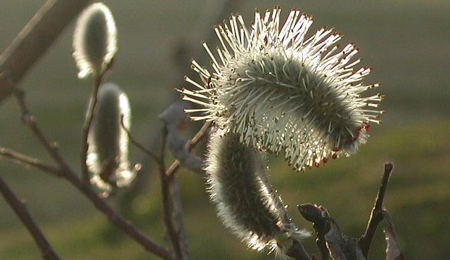 �˂���Ȃ��J��