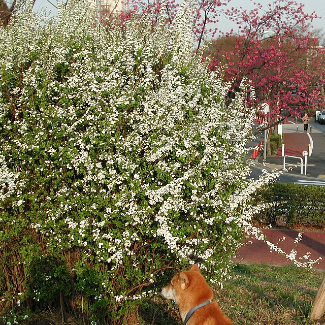 �䂫��Ȃ��ƃJ���q�U�N��