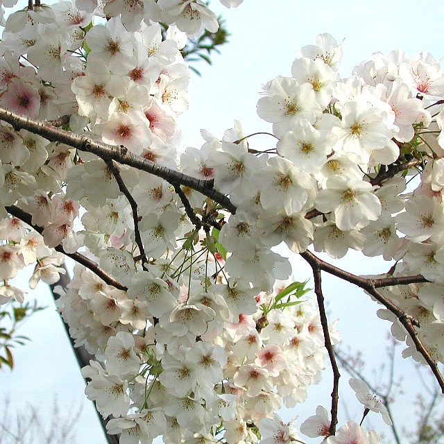 �������{��