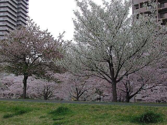 �܂��܂���