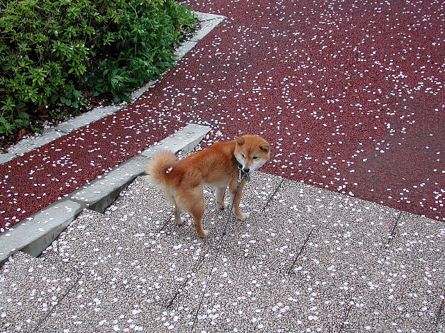 �U���Ă�������