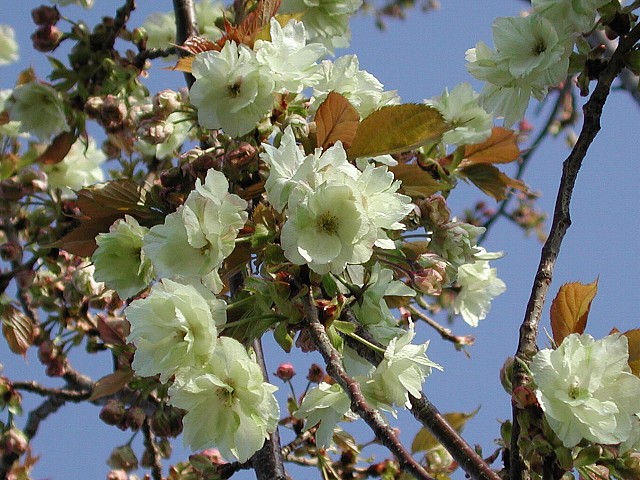 �E�R����