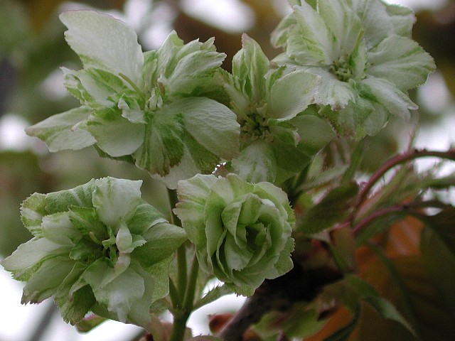 �M���C�R�E