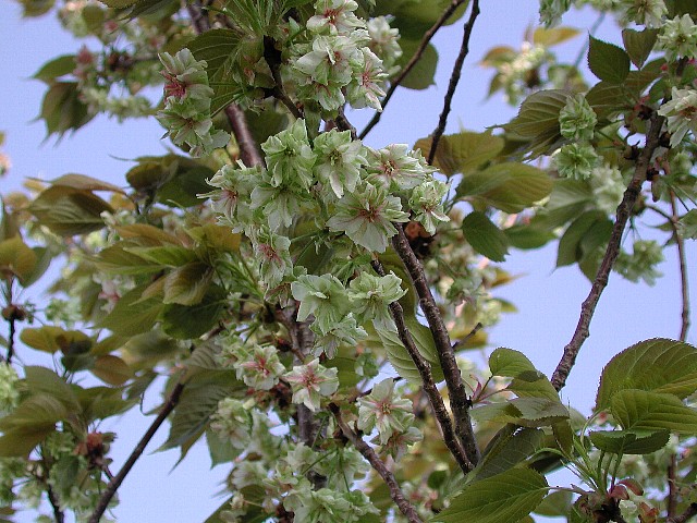 �M���C�R�E