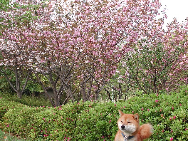 �c�c�W���X�^���o�C