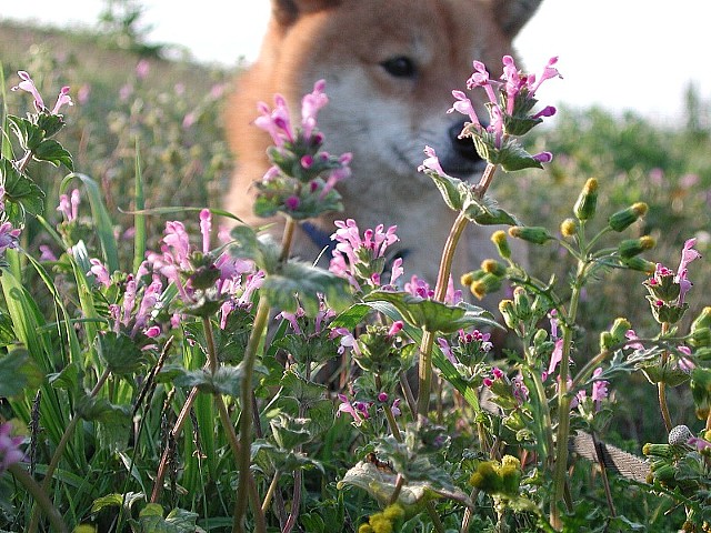 �z�g�P�m�U