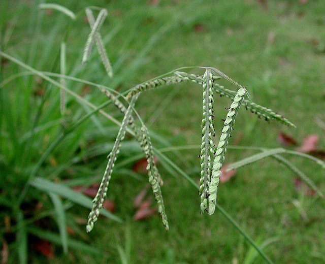 �����̕B�i�V�}�X�Y���m�q�G�j