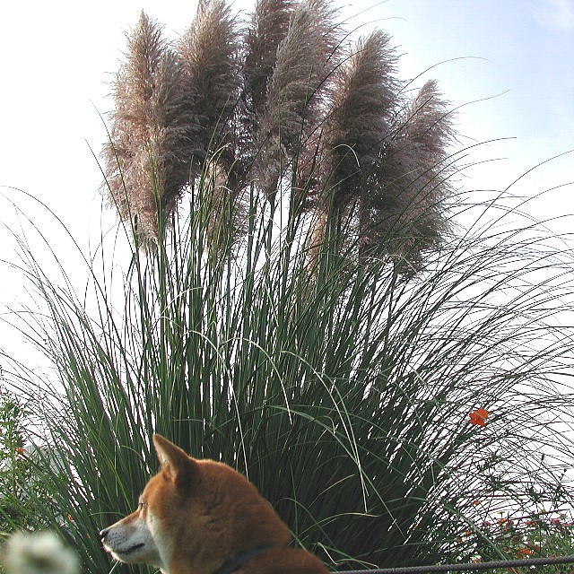 �p���p�X�O���X