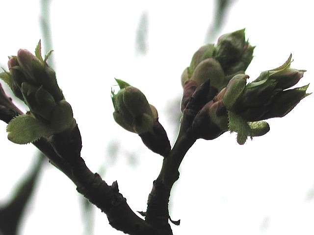 �������ԍ�