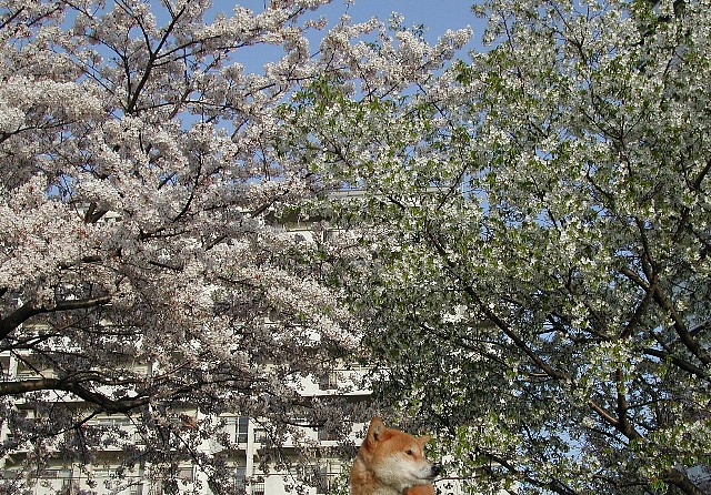 �\���C�ƃI�I�V�}