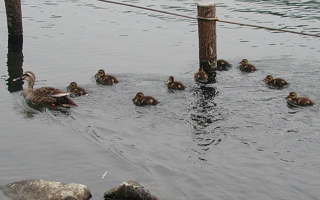 ���邪���e�q