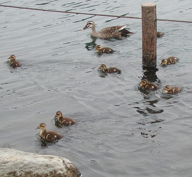 ���邪���Ƒ�