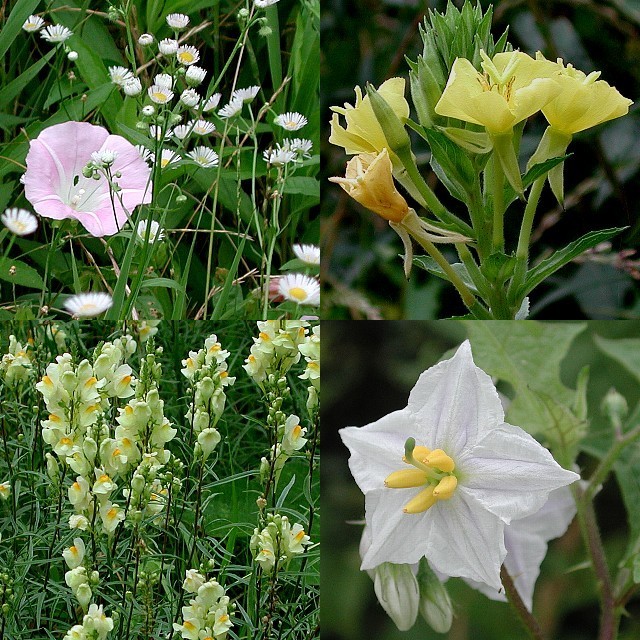 �y�����̒�z�̖쑐����