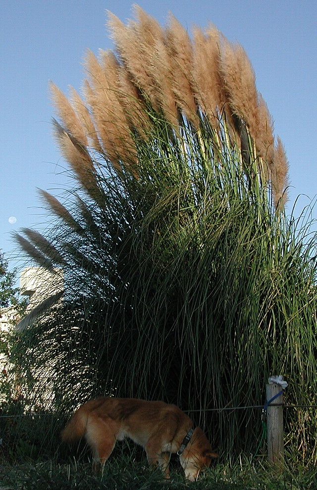 �p���p�X�O���X