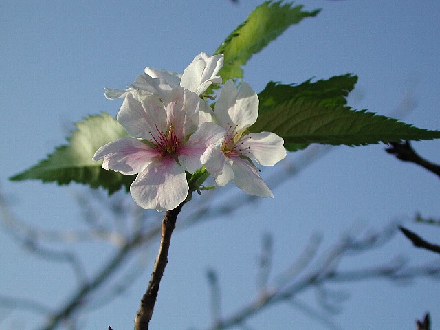 �����炫��