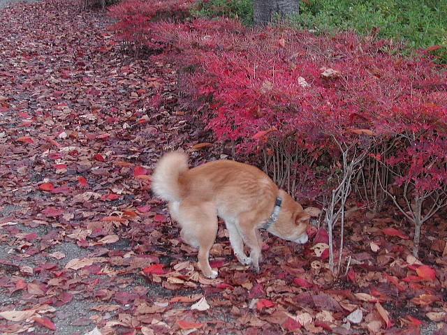 ���t�𓥂��