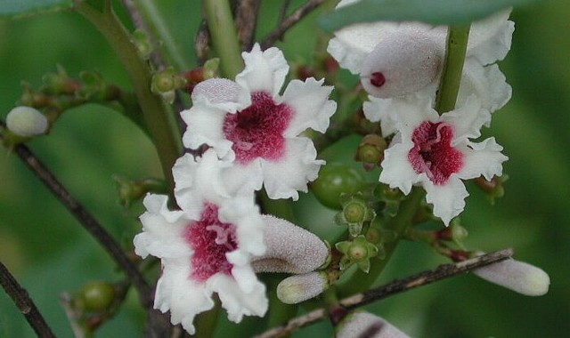 �w�N�\�J�Y��