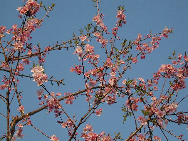 �N���b�N����Ƒ傫�Ȏʐ^��\�����܂�