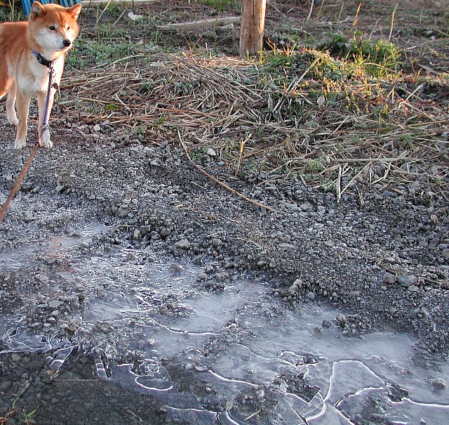 ���܂���~�i�F