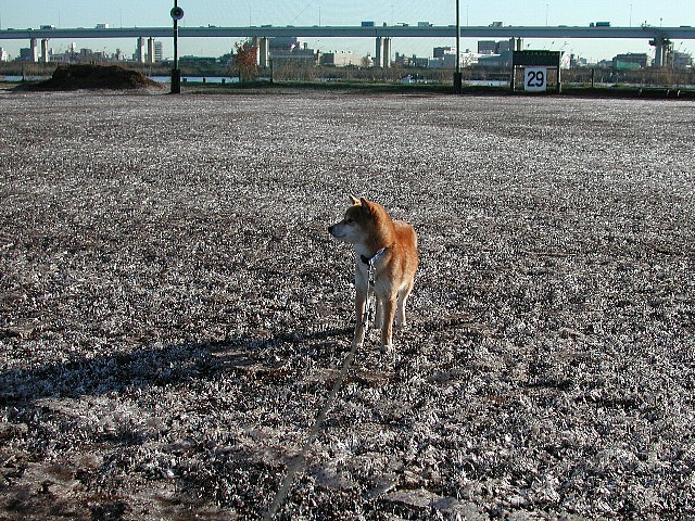 ���܂���~�i�F