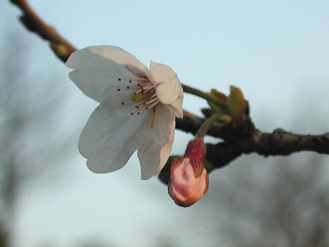 �\���C���V�m