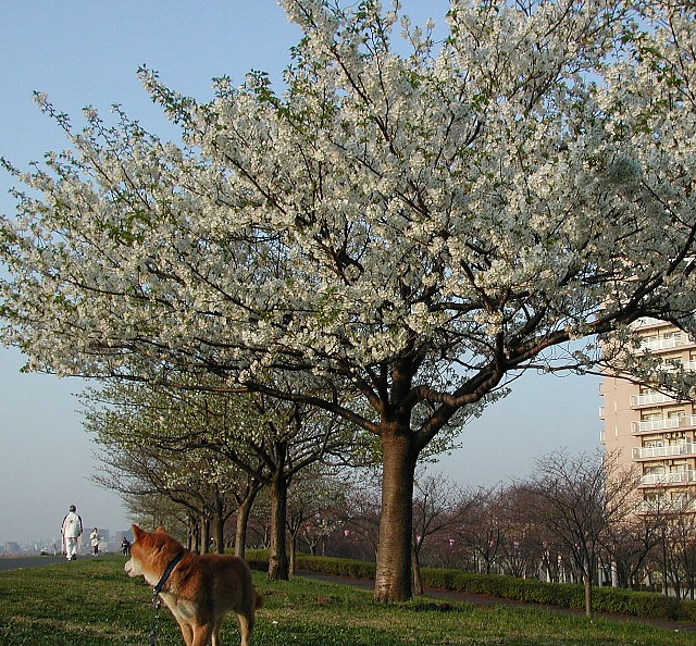 ���J�̑哇��