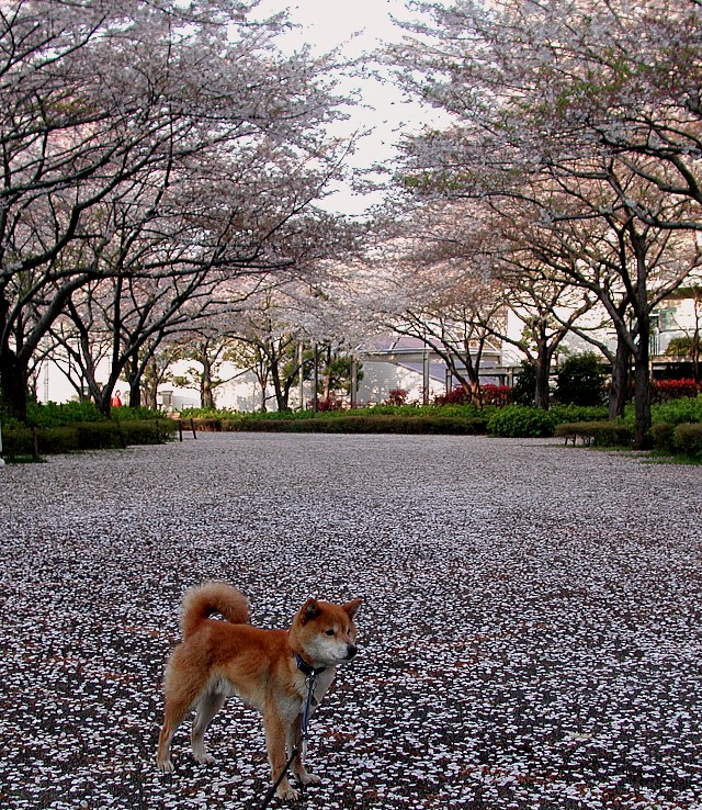 ���̂��イ����