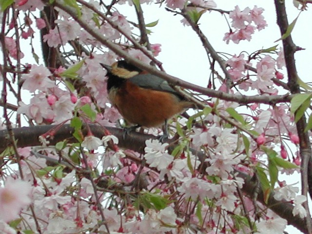 �}����Ƀ��}�K��