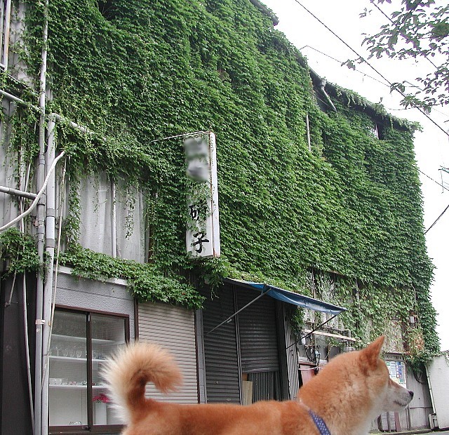 ������Ō�̃K���X�H��