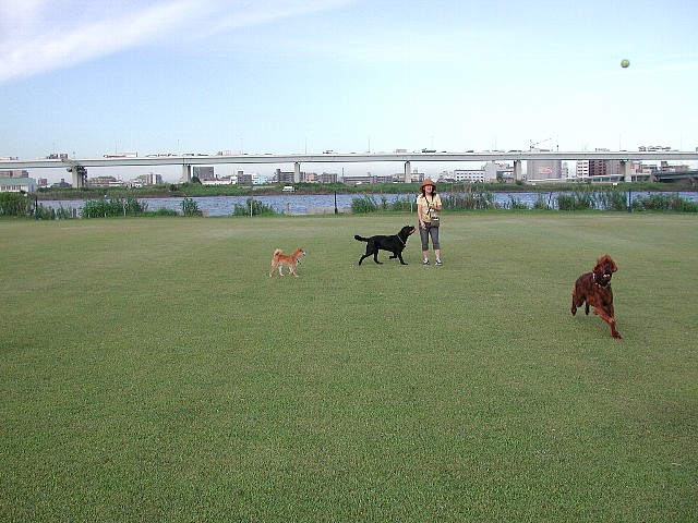 �h�b�O����