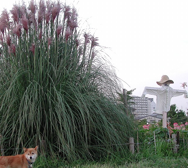 �p���p�X�O���X