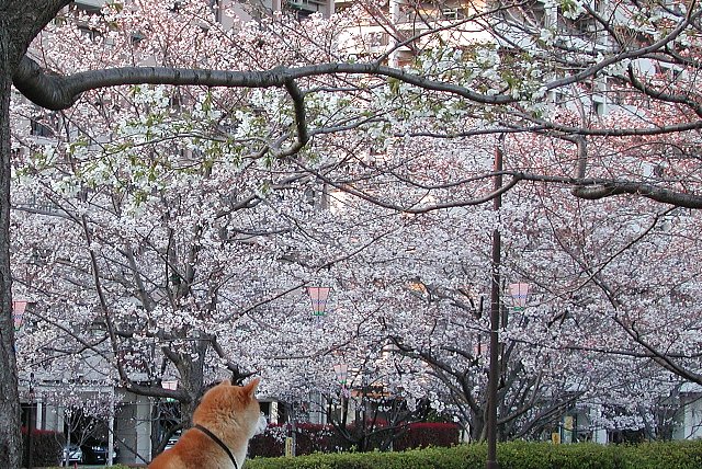 �������{��