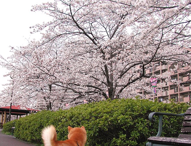 �������{��