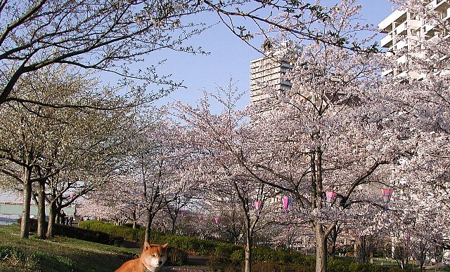 �������{��