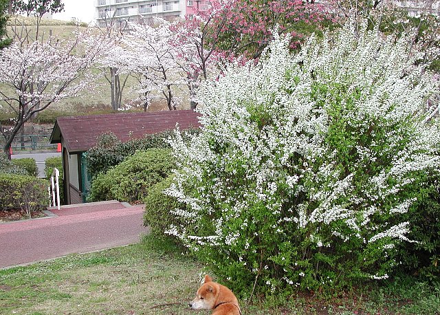 �������{��