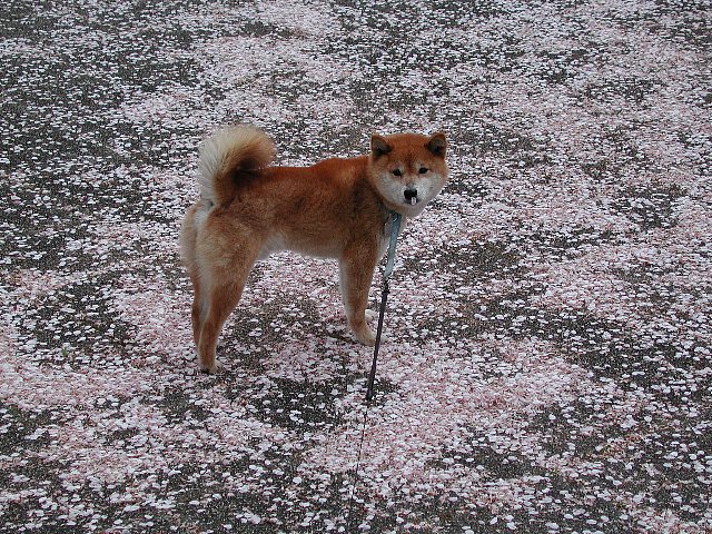 �����O�~