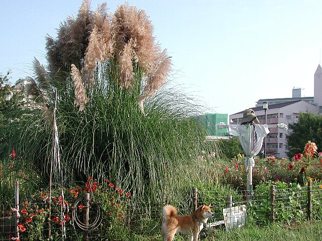 �p���p�X�O���X