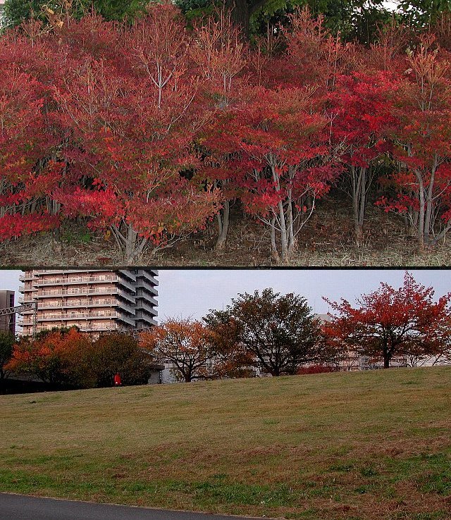 �y�����̒�z�̍g�t