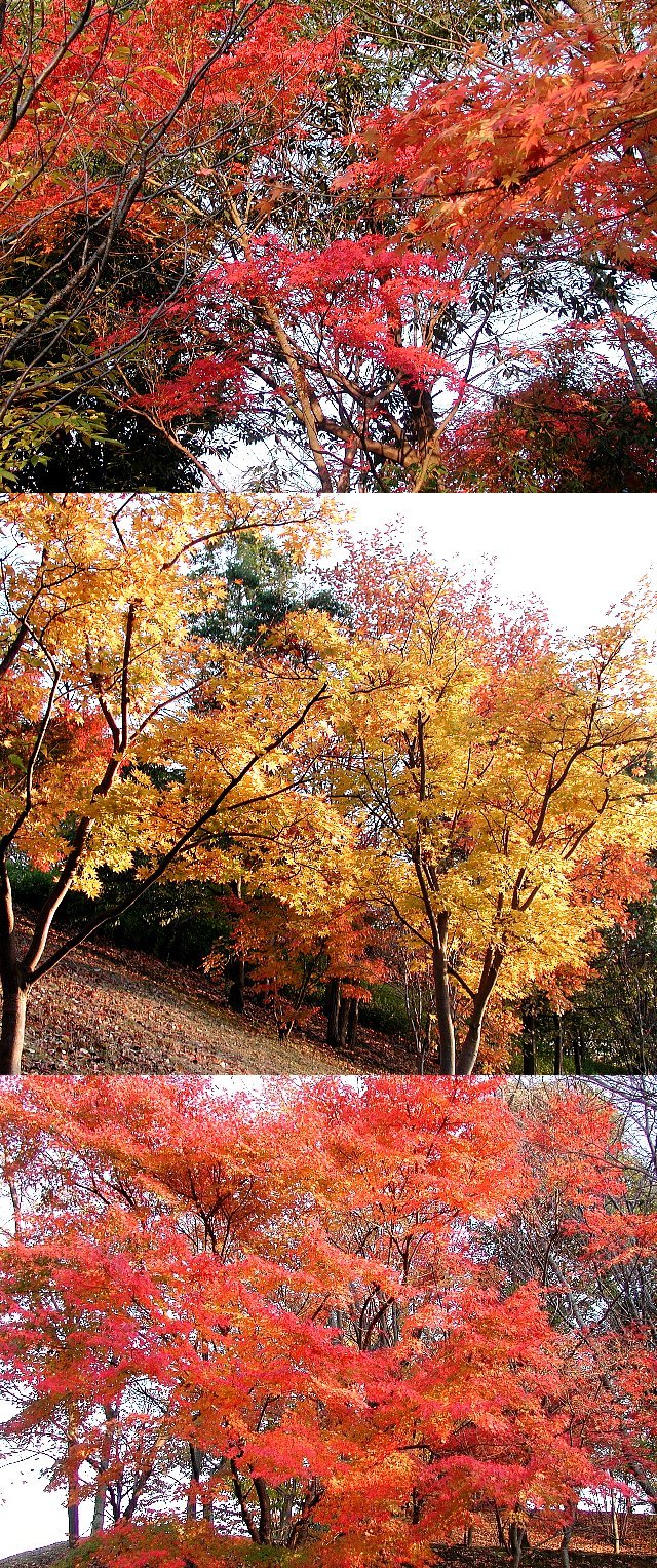 �y�����̒�z�̍g�t