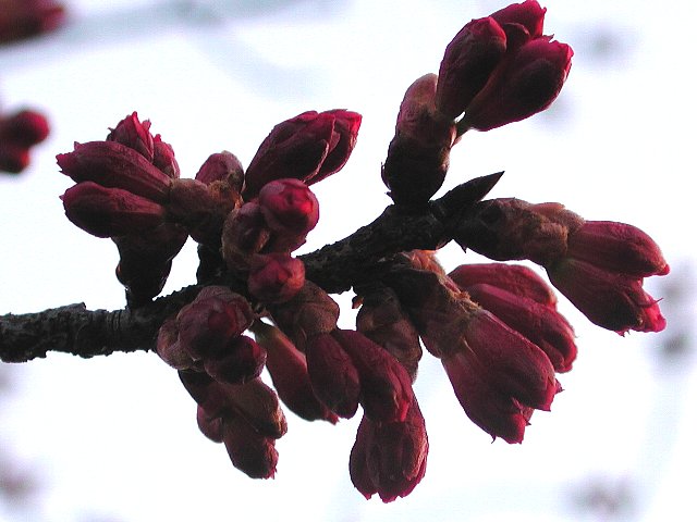 �J���q��