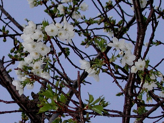 �J���U�L�I�I�V�}