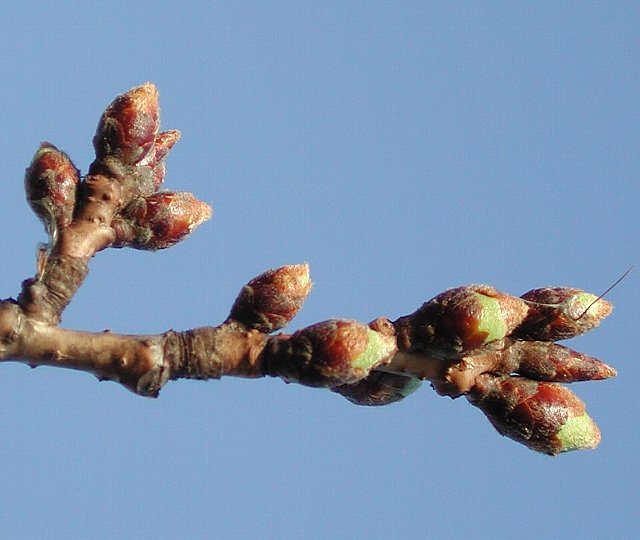 �\���C���V�m���Q