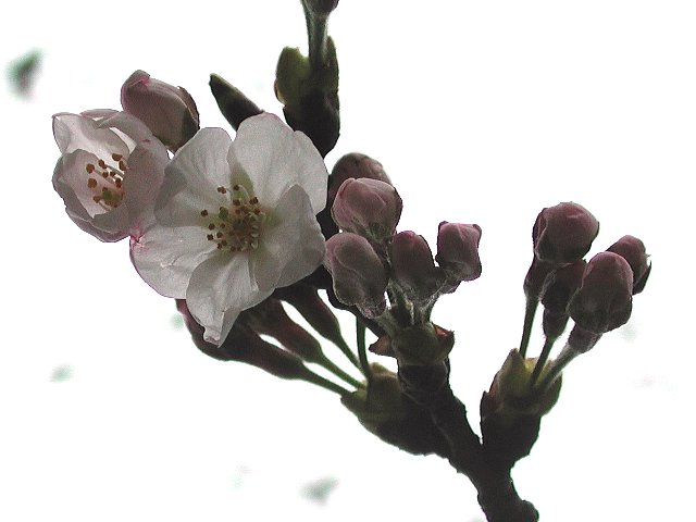 ����g��J��