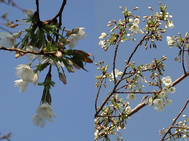 �I�I�V�}�ƃG�h�q�K��