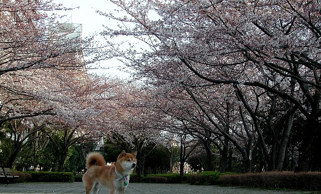 ���̃g���l��