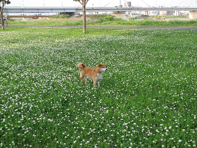 �V���c���N�T