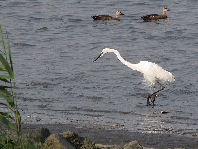 �����Ƃ��邪��