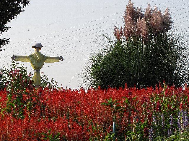 �p���p�X�O���X